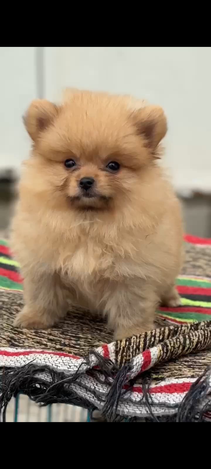 Buy Male Toy Pomeranian  Puppy from Chennai